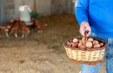 Closeup of wicker basket full of freshly collected chicken eggs in hand of elderly man standing in henhouse..