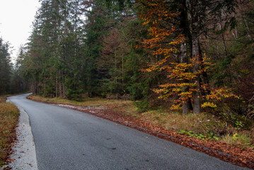 Winding road leading into a colorful autumn forest. Fall season in the mountains