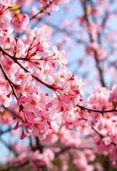 Obraz premium Delicate pink cherry blossoms gently swaying in a sunlit breeze, photography, blossom