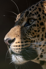 Sri Lankan leopard in detail on the head.
