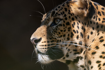Sri Lankan leopard in detail on the head.
