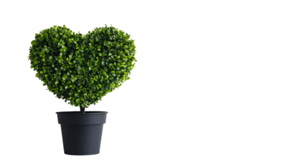 Heart-shaped topiary in a black pot, isolated, cut out transparent