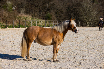 horse in the field