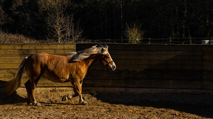 Horse in the paddock