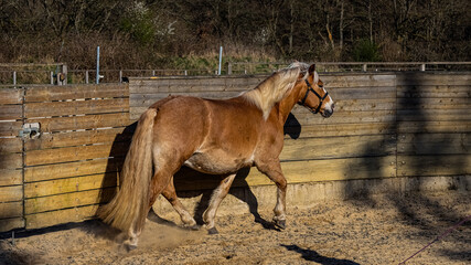 Horse in the paddock