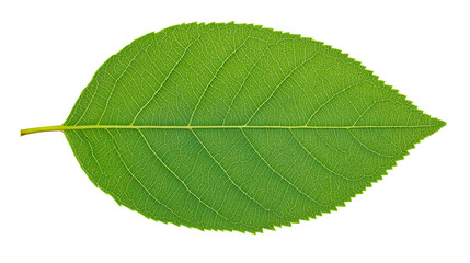 Obraz premium Detailed green leaf close up, veins are visible, isolated, cut out transparent