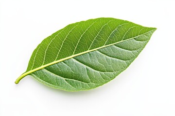 Obraz premium Single Green Leaf Against White Background