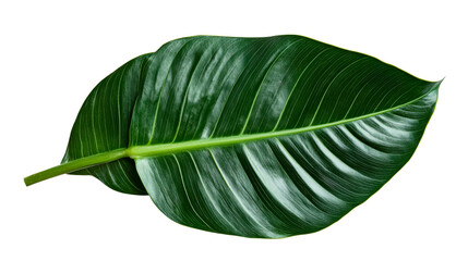 Obraz premium Tropical Green Leaf on Black Background, cut out transparent