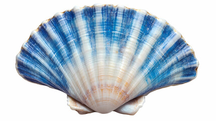 Png antique of shell clam blue white background. Spiritwoven Shell. Illustration