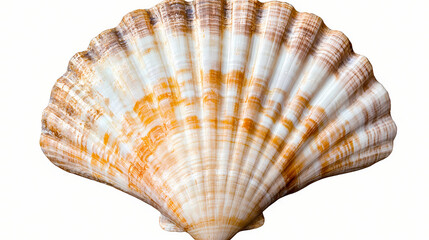 Obraz premium Scallop shell (ocean marine animal) isolated on transparent background cutout. Spiritwoven Shell. Illustration