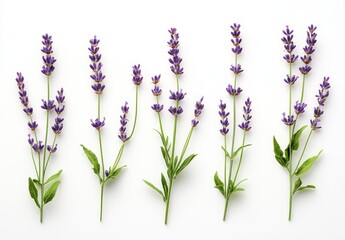 Naklejka premium Lavender sprigs arranged on white background (1)