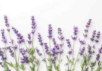 Naklejka premium Lavender sprigs on white background (3)