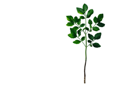 Green twig with leaves isolated on black background, cut out transparent