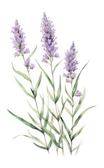 PNG Lavender lavender illustration watercolor.