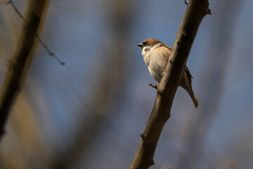 Male sparrow on a branch.
