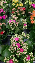 Kalanchoe, top view. Potted flowers for sale in a shop. Different types of kalanchoe. A plant with numerous bright flowers against a background of green leaves