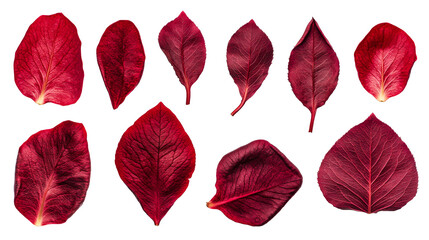 Red leaves assortment on black background, detailed textures , cut out transparent
