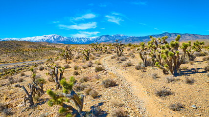Aerial of Joshua Trees and Snow-Capped Mountains in Nevada Desert