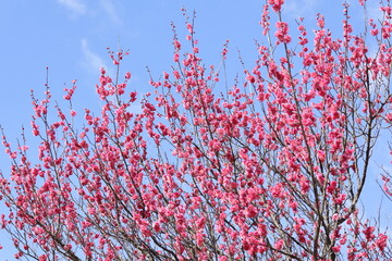 青空と紅梅

