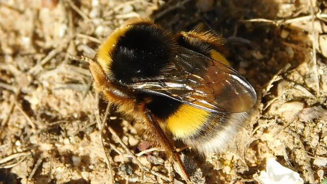 a queen bee is perched on the ground