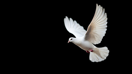 Obraz premium White Dove in Flight Against Black Background