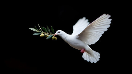 Fototapeta premium White Dove in Flight Carrying Olive Branch Against Black Background