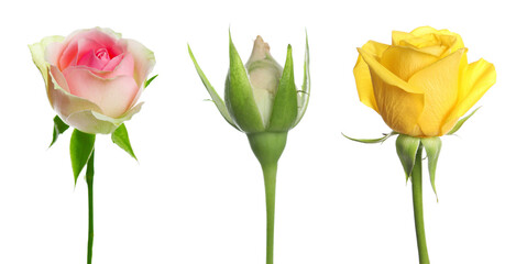 Beautiful rose flowers on white background, collage