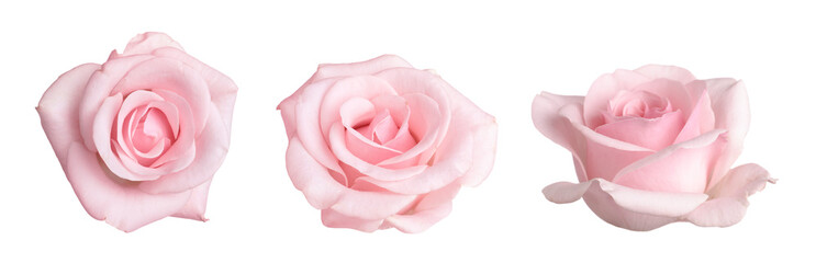 Beautiful pink rose flower isolated on white, collage