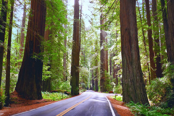 Road through Avenue of the Giants, Redwood National Park, California, USA