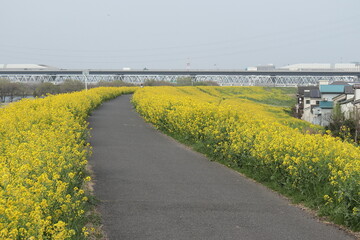 黄色の花　一面の菜の花　日本の春　春の景色　春の河川敷　河川敷の風景