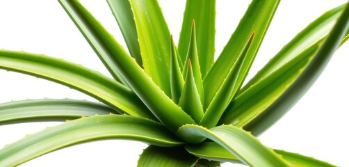 Obraz premium A vibrant aloe vera plant, leaves splayed, isolated on pure white , background, bright