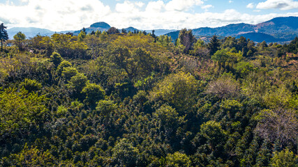 Coffee forests, a refuge for biodiversity in Jalapa, Guatemala.