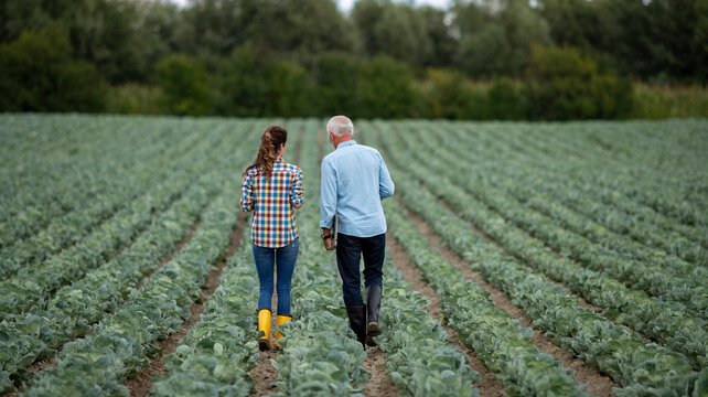 Conversations in the cabbage field between two farmers, man and woman