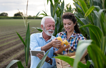 Harvesting corn with enthusiasm during a sunny day on the farm