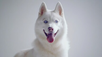 Playful siberian husky dog portrait indoor studio pet photography minimalist background front view animal companionship