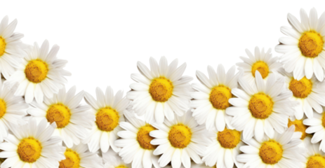 PNG Daisy backgrounds flower petal.