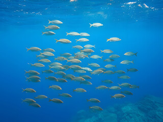 Fototapeta premium Underwater School of Fish Marine Life, Ocean Ecosystem, Aquatic Animals, Diving, Seascape, Nature Photography.