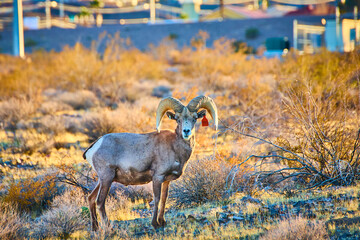 Bighorn Sheep in Desert Landscape at Golden Hour Eye-Level View
