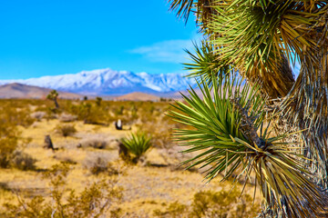 Joshua Tree and Snow-Capped Mountains Under Clear Sky Eye-Level View