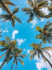 Palm trees canopy, tropical sky view