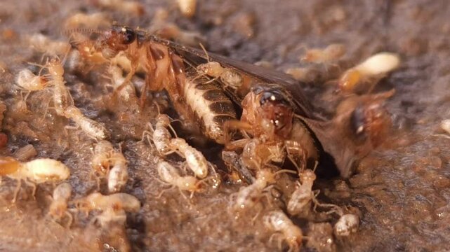 Macro footage of Termite (white ant) Insects , dirty wet ground.