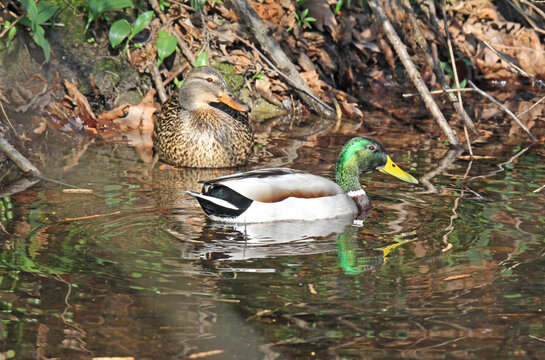 coppia di germani (Anas platyrhynchos)