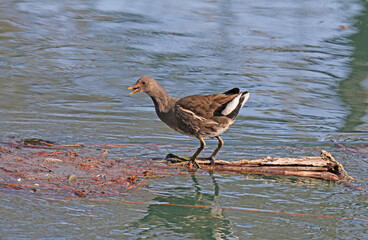 giovane gallinella d'acqua (Gallinula chloropus)