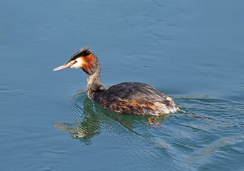svasso maggiore (Podiceps cristatus)