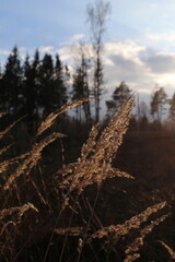 Bentgrass during golden hour