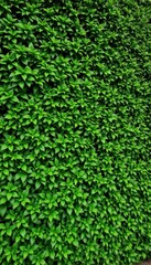 Lush green hedge wall, vibrant foliage, natural backdrop, hedge, picture, scene