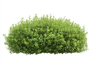 Lush green shrub isolated on white (8)