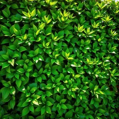 Fototapeta premium Lush green hedge leaves, sunlight dappled, natural texture, plant texture, greenery