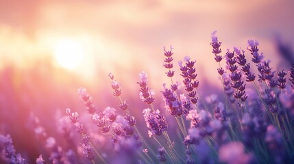 Naklejka premium Enchanting lavender field at sunset, bathed in delicate light and warm hues