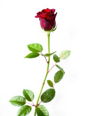 Obraz premium A single dark red rose with vibrant green leaves, isolated on a pure white background, passion, botanical